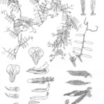 Vicia Ludoviciana