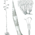 Agave sanpedroensis