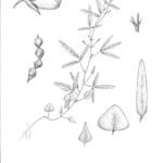 Desmodium procumbens