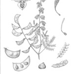 Pomaria jamesii