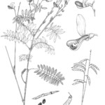 Tephrosia leiocarpa