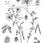 Zapoteca formosa sub sp schottii