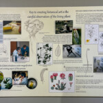 Key features of botanical art