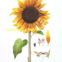 <i>Helianthus annuus,</i> Sunflower<br>
Watercolor on Paper Sunflower - Helianthus annuus