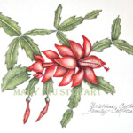 Christmas Cactus