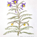 Silver Leaf Nightshade
